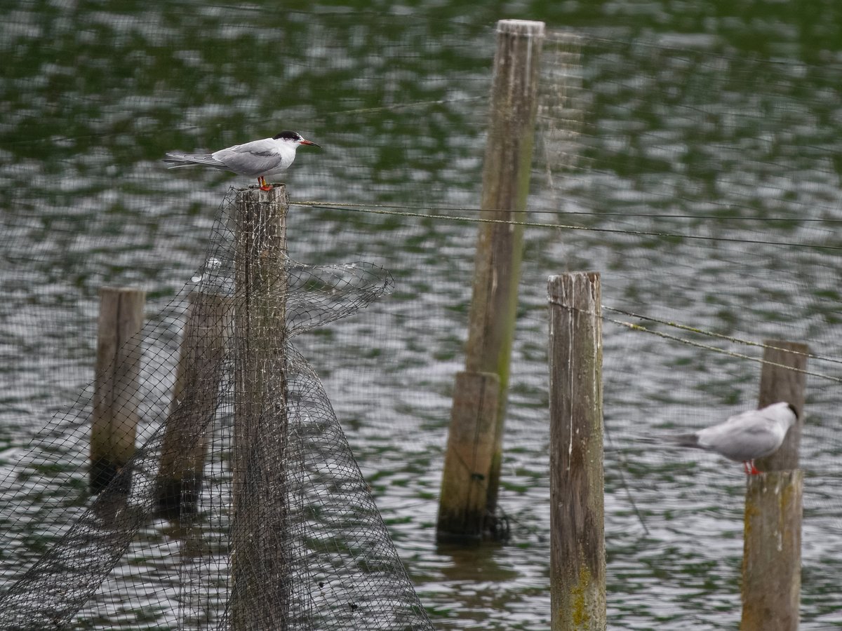 Elliott81758817's tweet image. Nice to see my first 10 Lesser Emperors of the year yesterday on Patch at Walthamstow Wetlands! Also Small Red eye, Lesser Whitethroat, probable 1st-summer Common Tern, Common Sandpiper, and more.