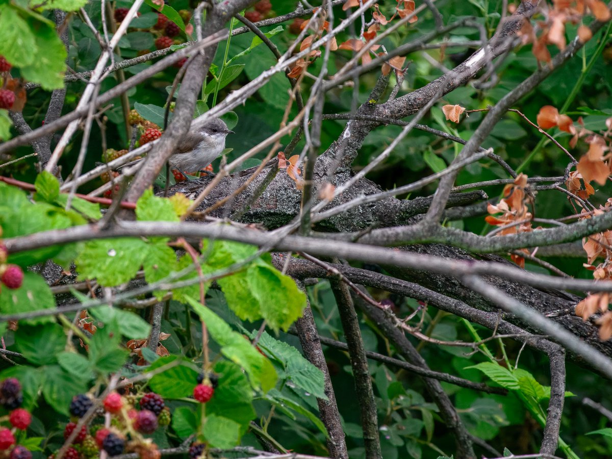 Elliott81758817's tweet image. Nice to see my first 10 Lesser Emperors of the year yesterday on Patch at Walthamstow Wetlands! Also Small Red eye, Lesser Whitethroat, probable 1st-summer Common Tern, Common Sandpiper, and more.