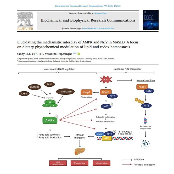 H.P. Vasantha Rupasinghe (@healthyfoodprof) on Twitter photo MASLD, previously known as NAFLD, is a major global health issue. This review highlights the mechanistic insights into how dietary phytochemicals modulate both direct and indirect AMPK–Nrf2 interactions to counteract MASLD.
doi.org/10.1016/j.bbrc…
<a href="/DalhousieU/">Dalhousie University</a> MASLD, previously known as NAFLD, is a major global health issue. This review highlights the mechanistic insights into how dietary phytochemicals modulate both direct and indirect AMPK–Nrf2 interactions to counteract MASLD.
doi.org/10.1016/j.bbrc…
<a href="/DalhousieU/">Dalhousie University</a>