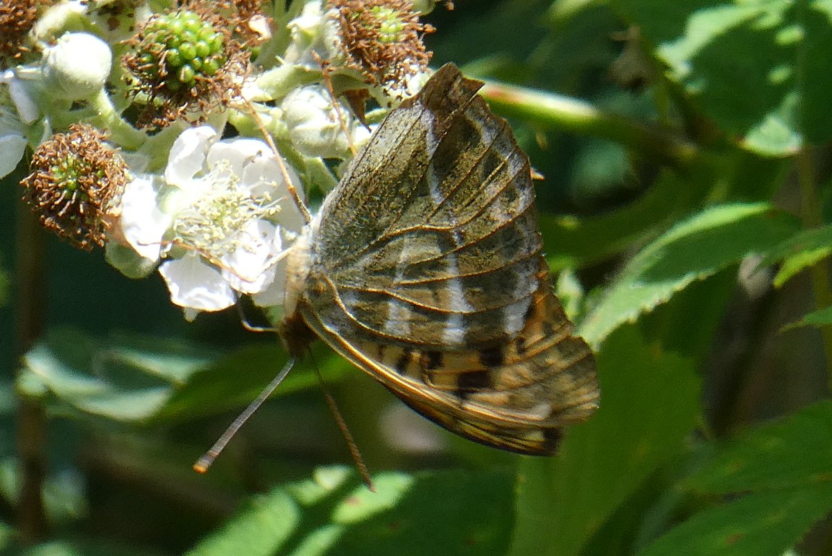 A poet walks in splendid isolation
As lonely as he cares to be
Among the crowded grass beneath
Oak's rustling canopy
A fritillary of angels rises
Glittering on either side
Hairstreaks of hope where all those awkward
Thoughts find sanctuary