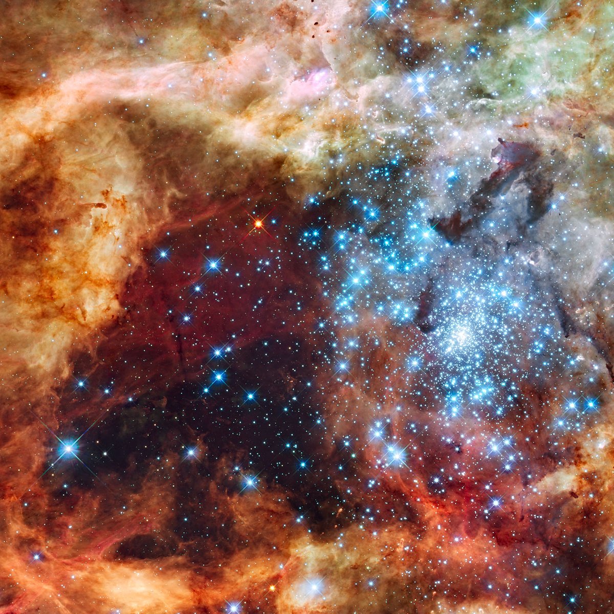 astrosteven_'s tweet image. Questa immagine di centinaia di brillanti stelle blu avvolte da calde nubi luminose è la vista più dettagliata del più grande vivaio stellare nel nostro vicinato galattico.

L&apos;ammasso stellare, chiamato R136, ha solo pochi milioni di anni e si trova nella Nebulosa della…