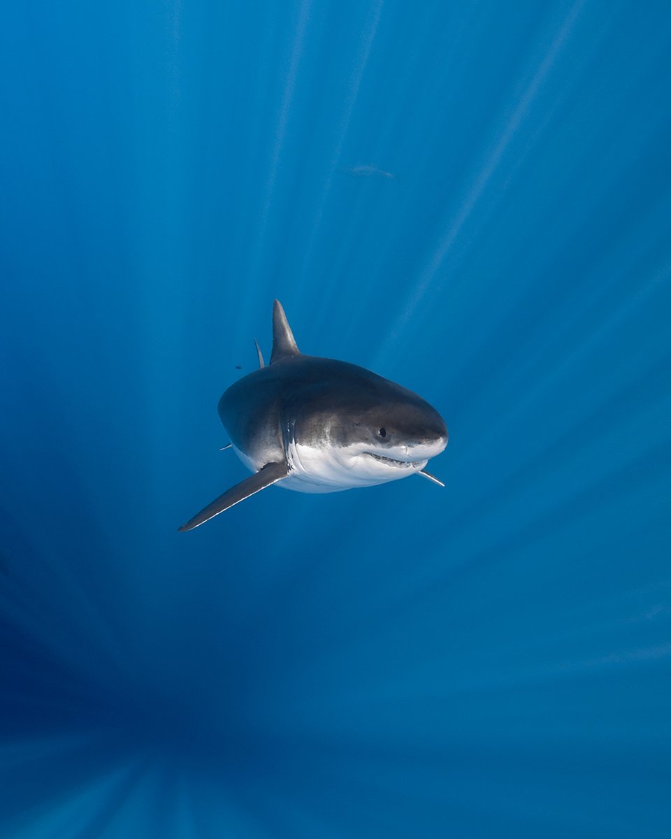 GeorgeProbst's tweet image. It's #SharkAwarenessDay, so here's Johnny to make sure you're aware of him.
Johnny was first identified at Guadalupe back in 2005 and was consistently documented there through 2018 (when this image was shot).