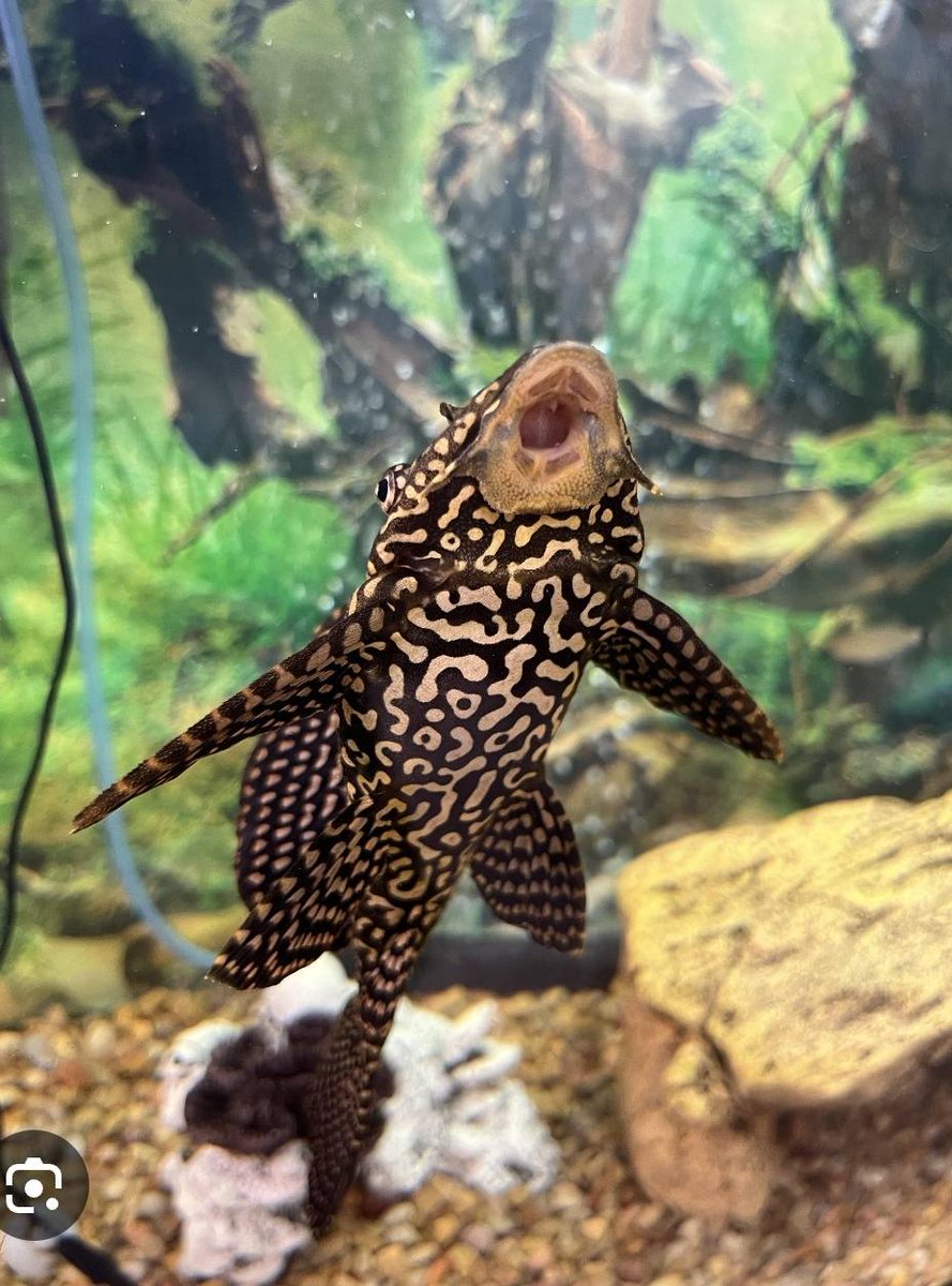 saifulramli's tweet image. Jarang jumpak spesies Ikan DBKL secantik ni. Sangat sesuai dibela utk cuci cermin akuarium Kita. Tak payah nak cuci kerap sangat, namun cermin akarium akan kekal merelit.
Petua org2 lama kalau bela Ikan DBKL ni. Jangan bagi makan byk sgt, nanti depa malaih cuci cermin....