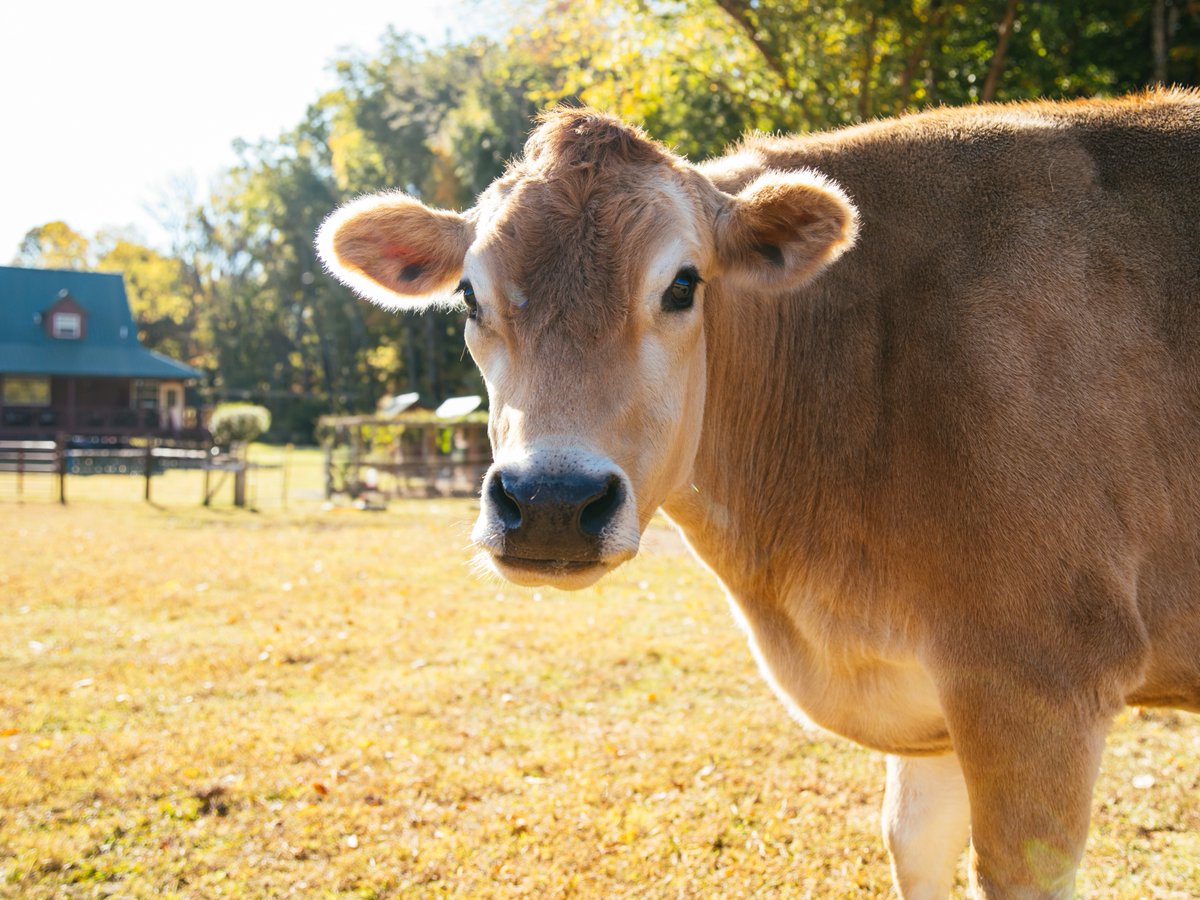 From alpacas and cows to fresh produce and wide-open spaces, Tennessee farms offer a delightful escape 🚜

📍Two Roots Alpaca &amp; Fiber Mill, Greeneville

📍K&amp;S Farm, Byrdstown