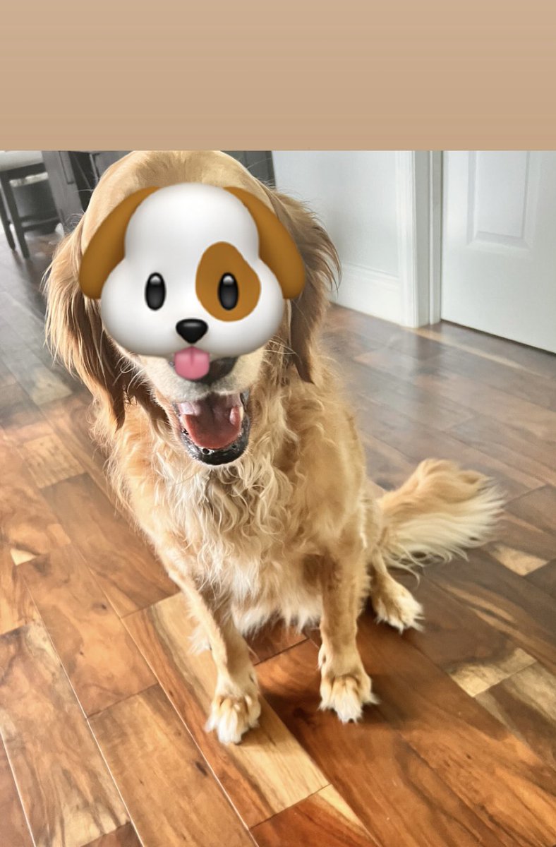 rickrichardsr's tweet photo. My hound is objectively better than yours. #nodox https://t.co/7Pmt7I2QIo
