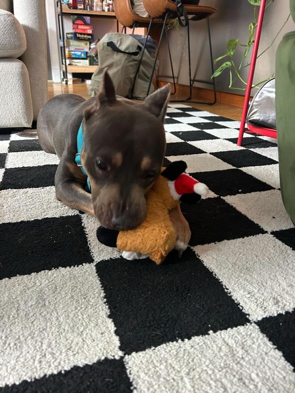 Patron🥳🎉🥳
RESCUED by Every Last One Rescue♥️ 
Thank u &amp; your #Foster family♥️

Love 2 see this darling, getting the best care♥️

Thank you all
We couldn't do it without each of u 💖 
#Pledging #Sharing

Donations Welcome
everylastonerescue.org