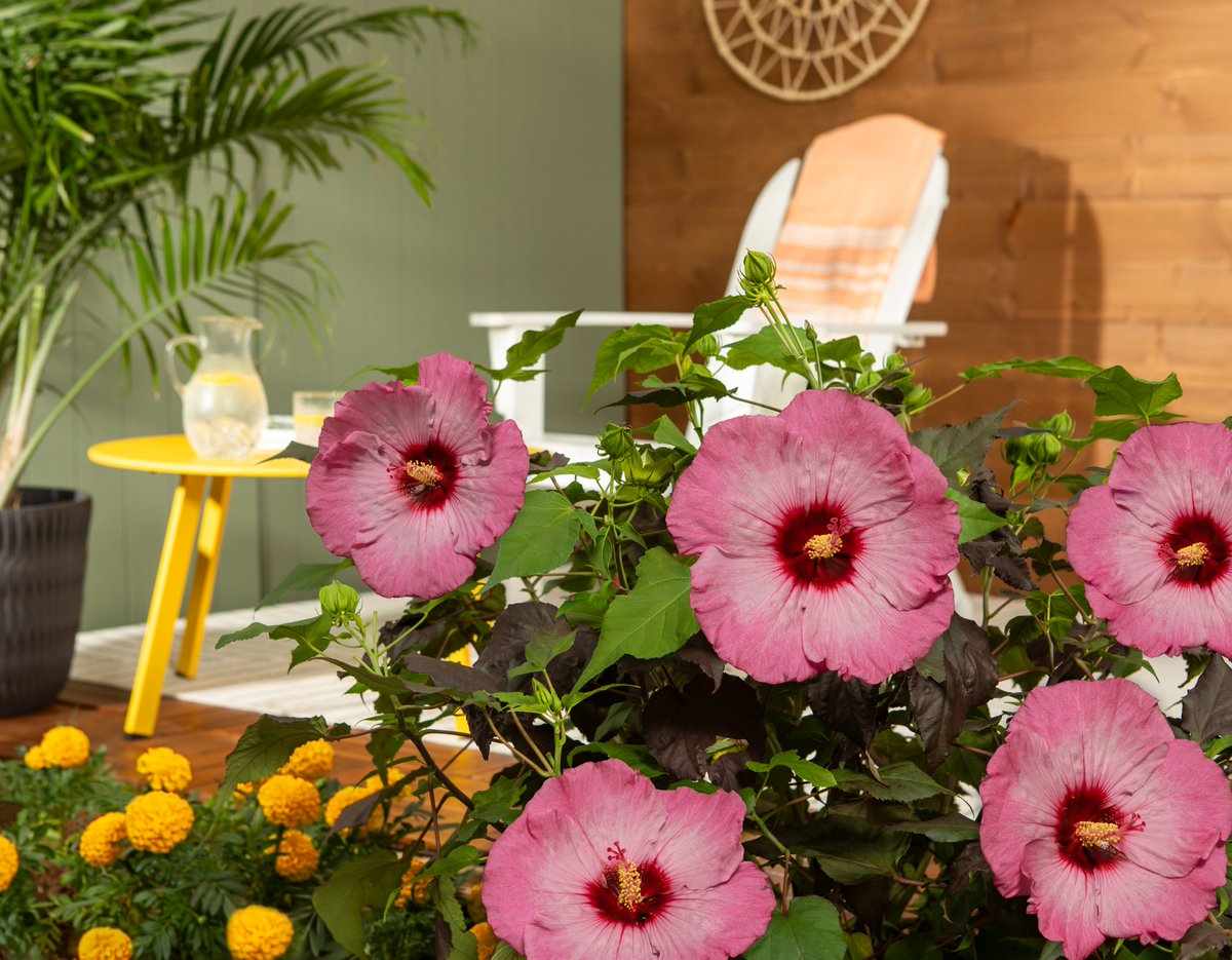 A plant with jaw-dropping flowers that stop people in their tracks? Hardy #Hibiscus is it. Blooms as big as dinner plates and colors ranging from pure white to deep magenta, this perennial turns up the drama in late summer gardens. Find at your local garden center! (ALT for care)