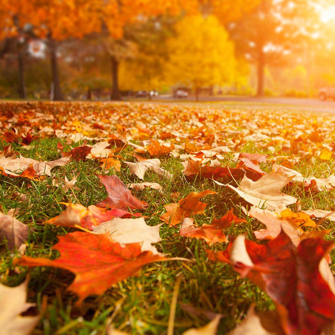 treemissions's tweet image. "Love the trees until their leaves fall off, then encourage them to try again next year."
― Chad Sugg