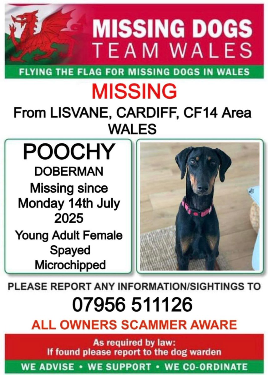 facebook.com/share/p/1CmA6B… #MISSING #Doberman  #Poochy #lostdog #MISSING from #Lisvane #Cardiff #Wales 🏴󠁧󠁢󠁷󠁬󠁳󠁿🏴󠁧󠁢󠁷󠁬󠁳󠁿🏴󠁧󠁢󠁷󠁬󠁳󠁿🏴󠁧󠁢󠁷󠁬󠁳󠁿🏴󠁧󠁢󠁷󠁬󠁳󠁿