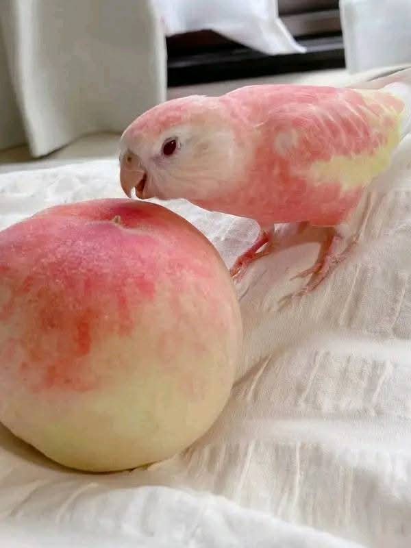 #Infpeace #LeoRespira                         #PremRawat  #Respira                    bit.ly/3Ea8Jgd