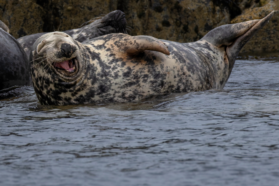 UKC51's tweet image. Grey Seal having a laugh at something :-) @Natures_Voice @BBCSpringwatch @WildlifeMag @WildlifeTrusts @BBCEarth @CanonUKandIE @Mammal_Society #TwitterNatureCommunity @natureslover_s @Wildlife_Photo