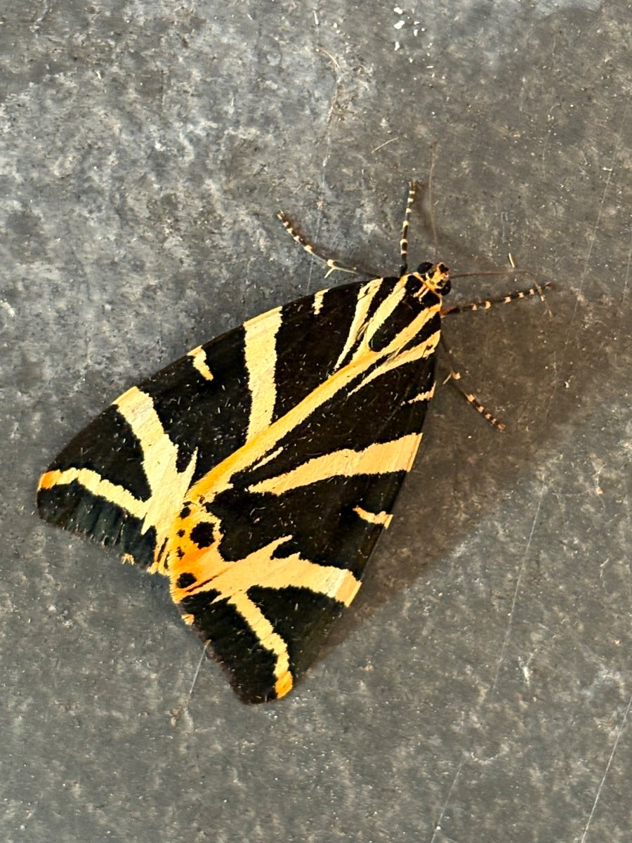 A touch of glamour greeted us this morning! A garden first #JerseyTiger  #SEWorcs <a href="/WorcsWT/">Worcs Wildlife Trust</a>