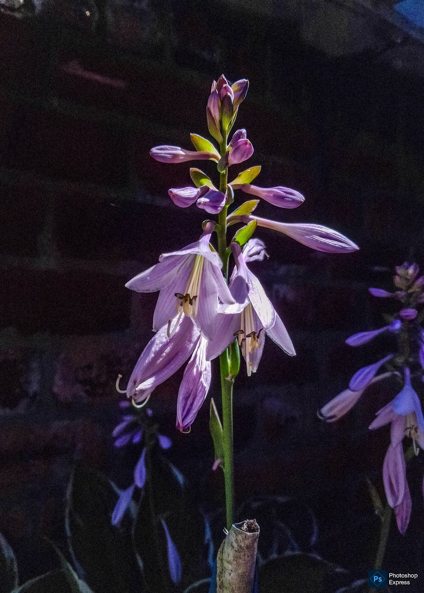 reading_ulysses's tweet image. Hosta flowers for #MagentaMonday