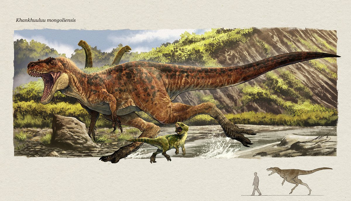 My take on the new Tyrannosaurid theropod, Khankhuuluu mongoliensis, chasing down a Graciliceratops, with a couple or Erketu sauropods on the background, all of them from the Bayanshire Formation, Mongolia
#paleoart #Khankhuuluu #dinosaur