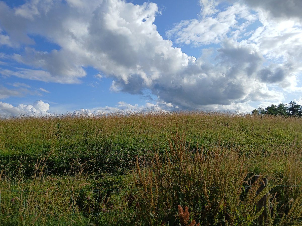 Lagan Meadows for this evening's dander