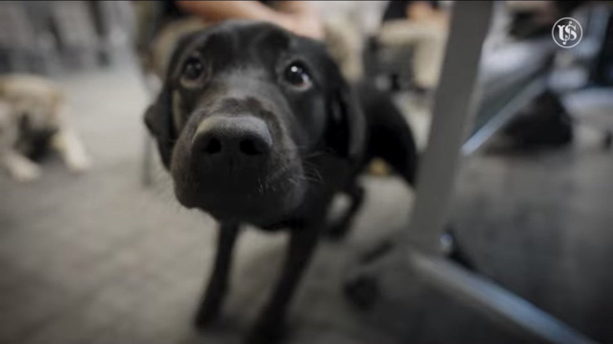 S.C. Department of Corrections (@scdcnews) on Twitter photo Did you know that SCDC has dogs specially trained to detect electronics? Check out Agent Tyler Larck and Judo in this video produced by the <a href="/SecretService/">U.S. Secret Service</a>. #WeAreCorrections youtu.be/gxCJRC2P7co Did you know that SCDC has dogs specially trained to detect electronics? Check out Agent Tyler Larck and Judo in this video produced by the <a href="/SecretService/">U.S. Secret Service</a>. #WeAreCorrections youtu.be/gxCJRC2P7co