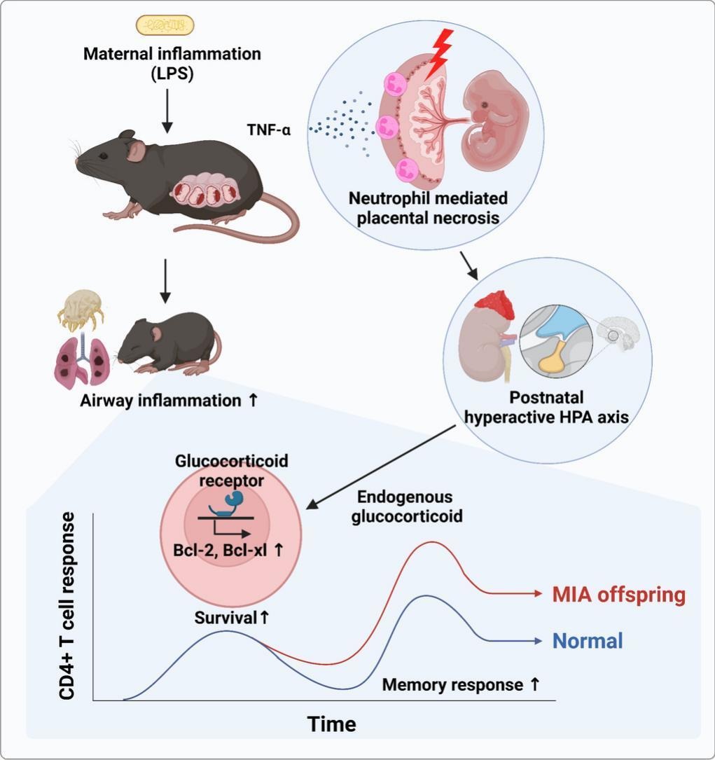 MucosalImmunol's tweet image. T cells educated in utero during placental inflammation can promote allergic responses in offspring: mucosalimmunology.org/article/S1933-…