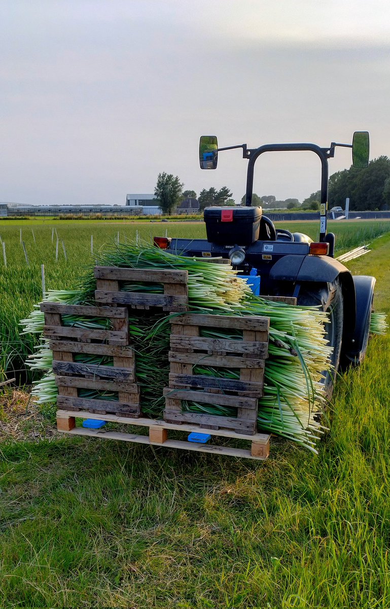 Het is weer oogsttijd in onze irissen! S'ochtends en s'avonds oogsten we het soort Hong Kong. 🇭🇰
