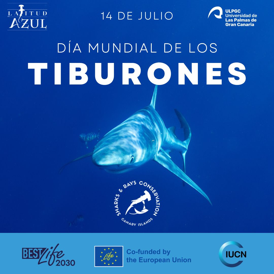🦈🌊 Canarias es hogar de una increíble biodiversidad marina:
👉 53 especies de tiburones y 25 de rayas.
🔴 El 60 % de estas especies está en peligro de extinción.
📣 Canarias tiene el privilegio de tenerlos. También la responsabilidad de protegerlos. <a href="/AzulLatitud/">Latitud Azul</a> <a href="/IUCNShark/">IUCN SSC Shark Specialist Group</a>