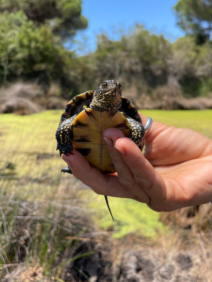 Os presento al vertebrado con riesgo de extinción más inminente en Doñana: el galápago europeo (Emys orbicularis).