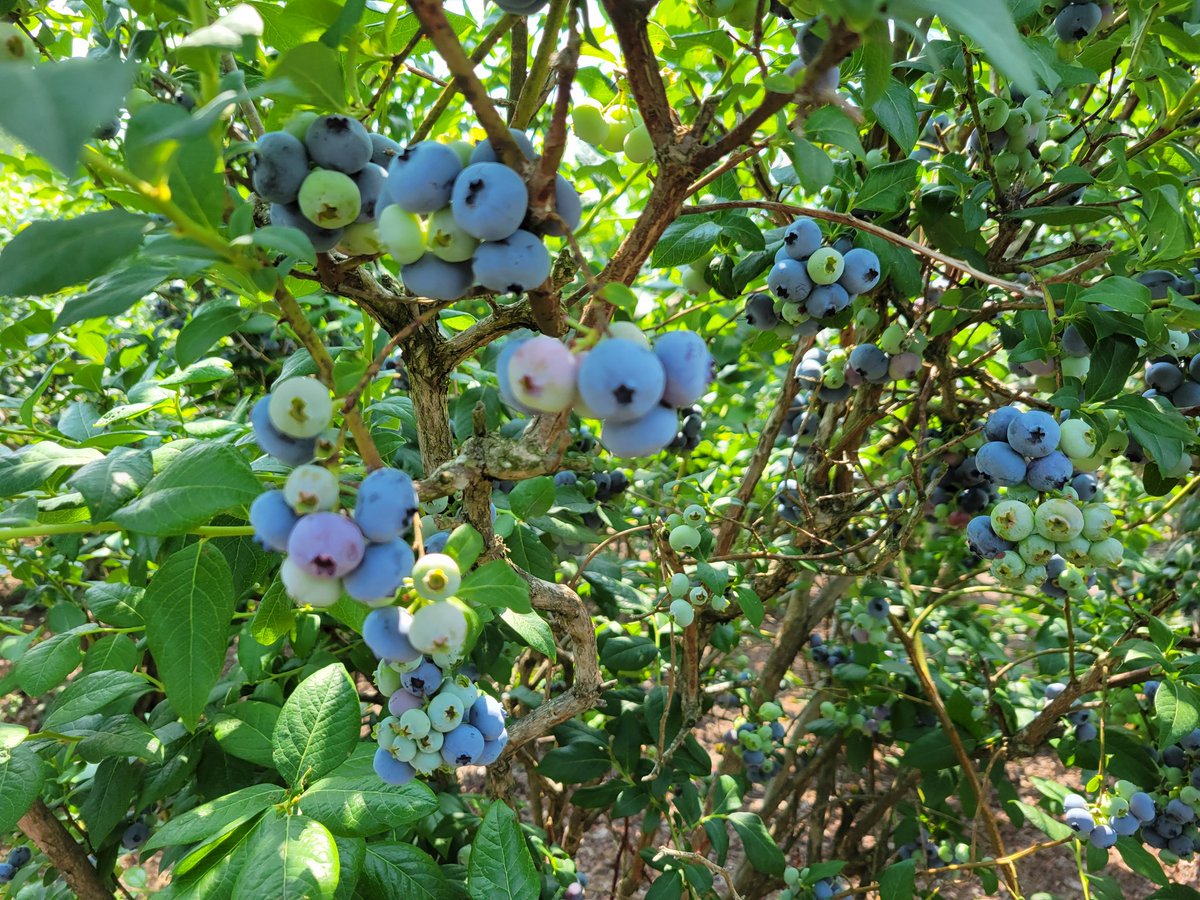 Emery Huszka (@emeryhuszka) on Twitter photo If the kids at home are driving you nuts by complaining that they're bored and have nothing to do, throw them in the car and head out to amazing local blueberry farms to pick some beautiful Ontario fresh grown fruit!!!
<a href="/FarmFoodCareON/">Farm & Food Care Ontario</a> <a href="/FoodProfessor/">The Food Professor</a>
<a href="/FoodNetwork/">Food Network</a>
<a href="/YourMorning/">CTV Your Morning</a> If the kids at home are driving you nuts by complaining that they're bored and have nothing to do, throw them in the car and head out to amazing local blueberry farms to pick some beautiful Ontario fresh grown fruit!!!
<a href="/FarmFoodCareON/">Farm & Food Care Ontario</a> <a href="/FoodProfessor/">The Food Professor</a>
<a href="/FoodNetwork/">Food Network</a>
<a href="/YourMorning/">CTV Your Morning</a>