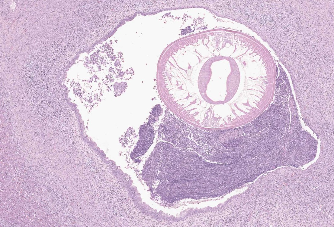 VetPathophile's tweet photo. Ok, Team #VetPath, it's Monday, let's go!
What's the deal with these autopsy findings in a pig?
❓Histopath features
❓Cause
❓Gross lesions
❓Condition https://t.co/GSmJYD3MY2