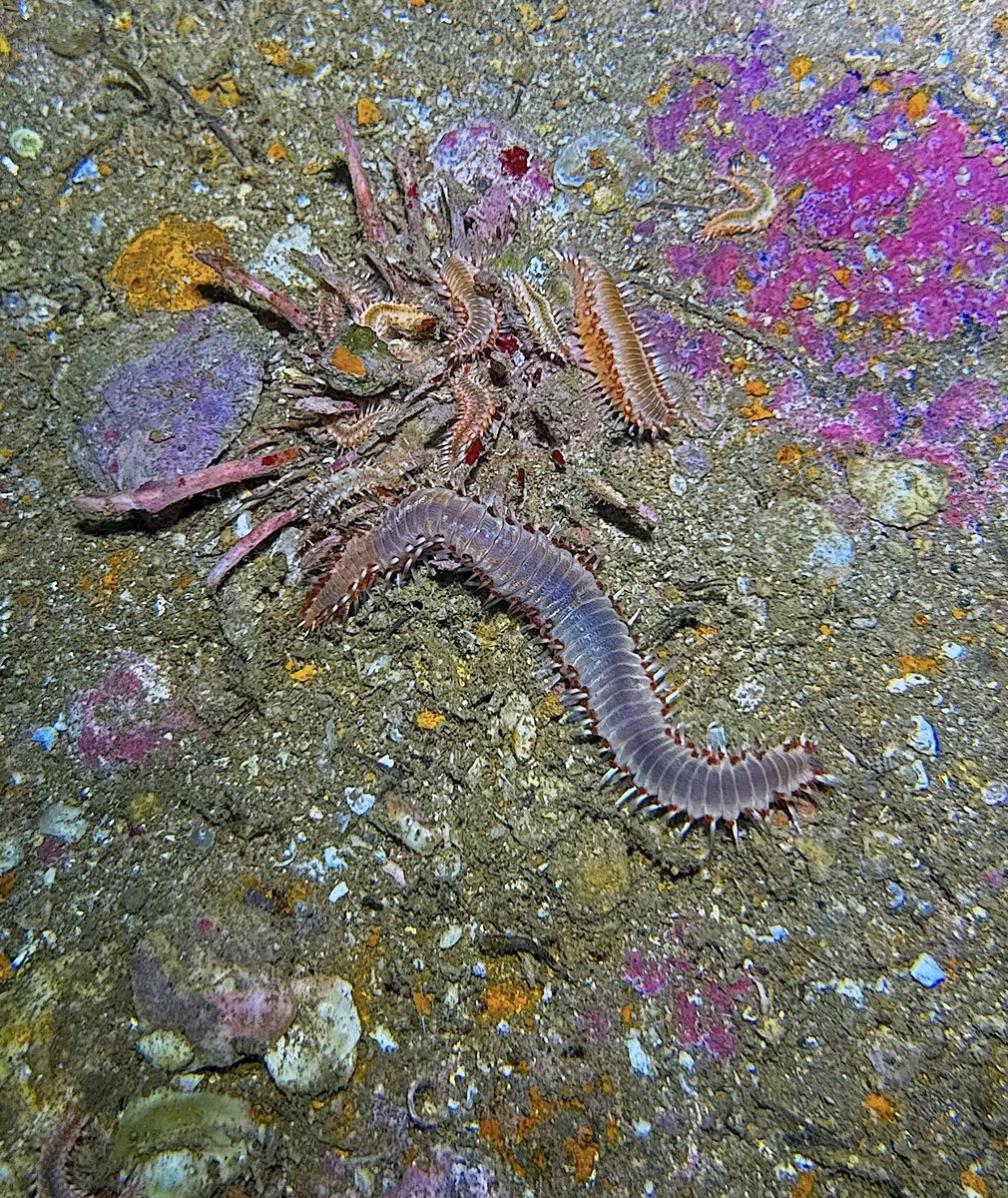 Waterdogs SCUBA tweet media