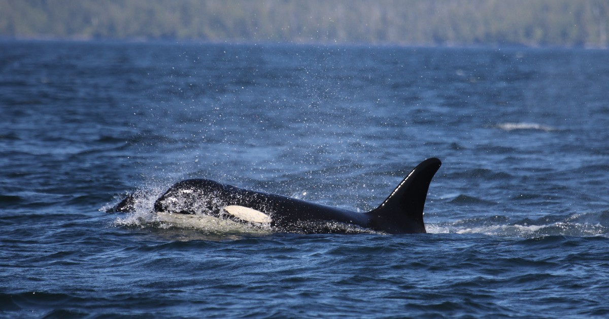 BornFreeFDN's tweet image. It’s #WorldOrcaDay and we’ve had incredible news from our colleagues at OrcaLab... Born Free’s adopted orca, Springer, has been sighted with a brand-new baby! 🐋🖤
Adopt Springer from just £3 per month & help keep her and her family safe 👇
bit.ly/4lo6yWQ
📸 H Meuter