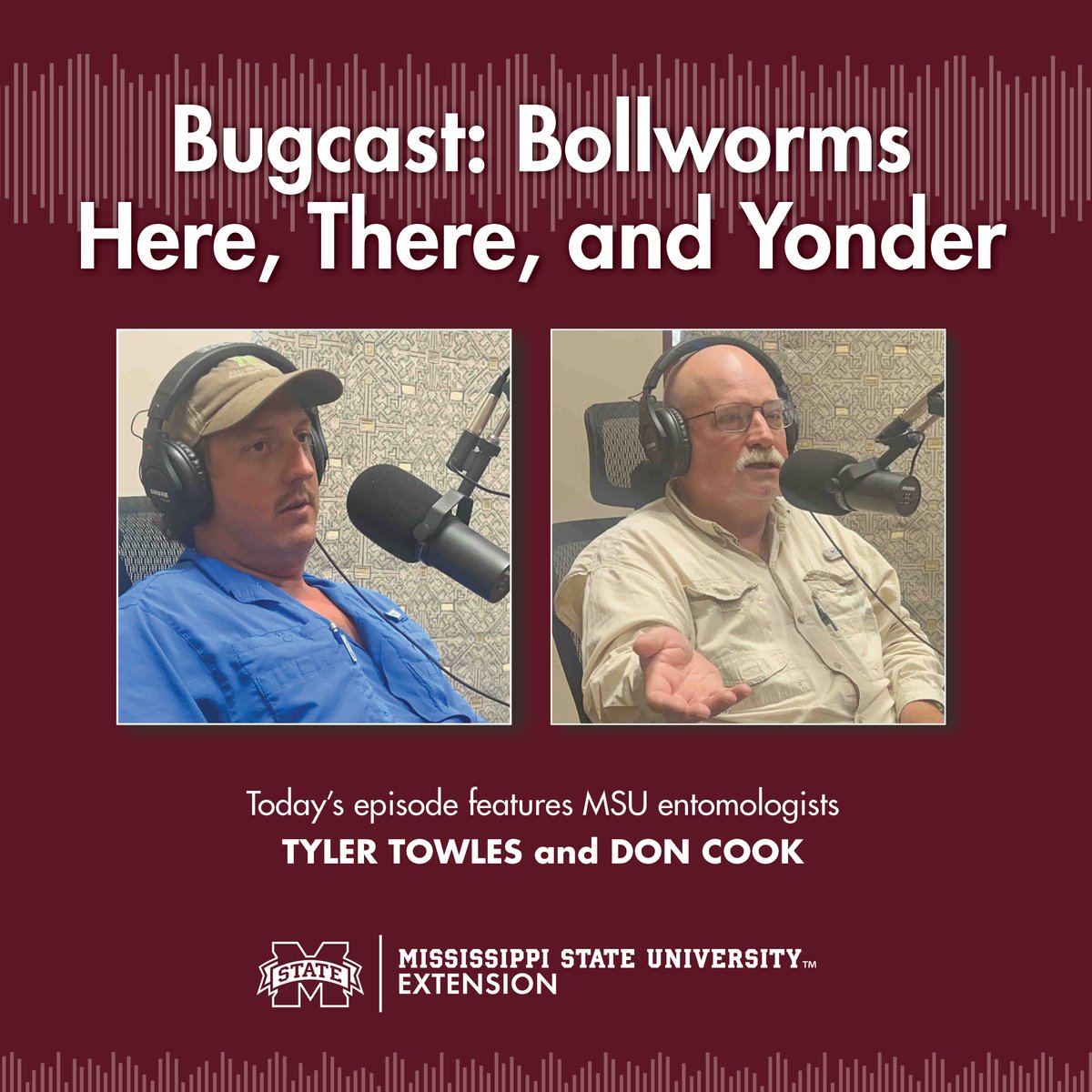 CropdoctorsMs's tweet image. Don and Tyler visit with Jason and Tom on what’s going on in the insect world.  Don dives into the bollworm situation as corn is drying down.  Tyler describes managing plant bugs in cotton in July.

Listen at our website: extension.msstate.edu/shows/mississi…

#mscrops #MSUext