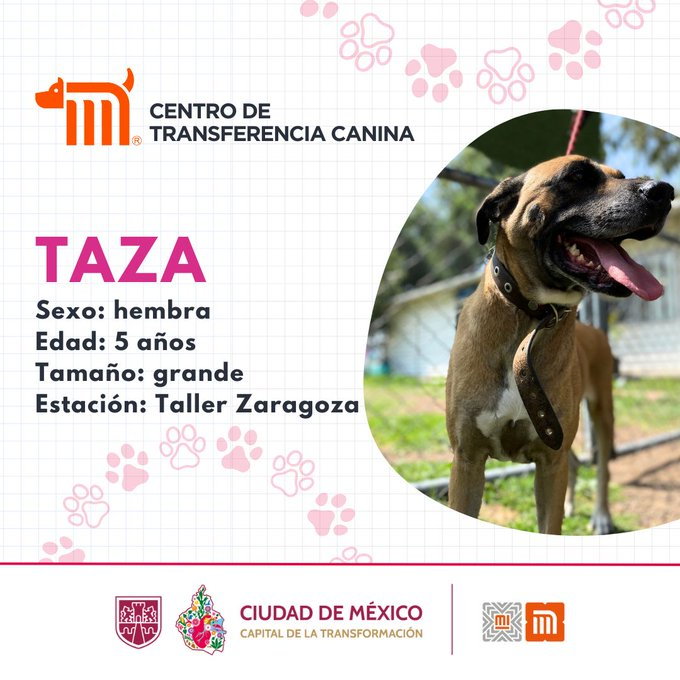 ¡Ella es Taza!  🐶💕
Tiene 5 años, es cariñosa, tranquila y llena de energía para compartir con su nueva familia. ¿Te animas a darle una segunda oportunidad? 

Si estás interesado en adoptarla, consulta los detalles en: bit.ly/41Z16Cd #AdoptaMetro