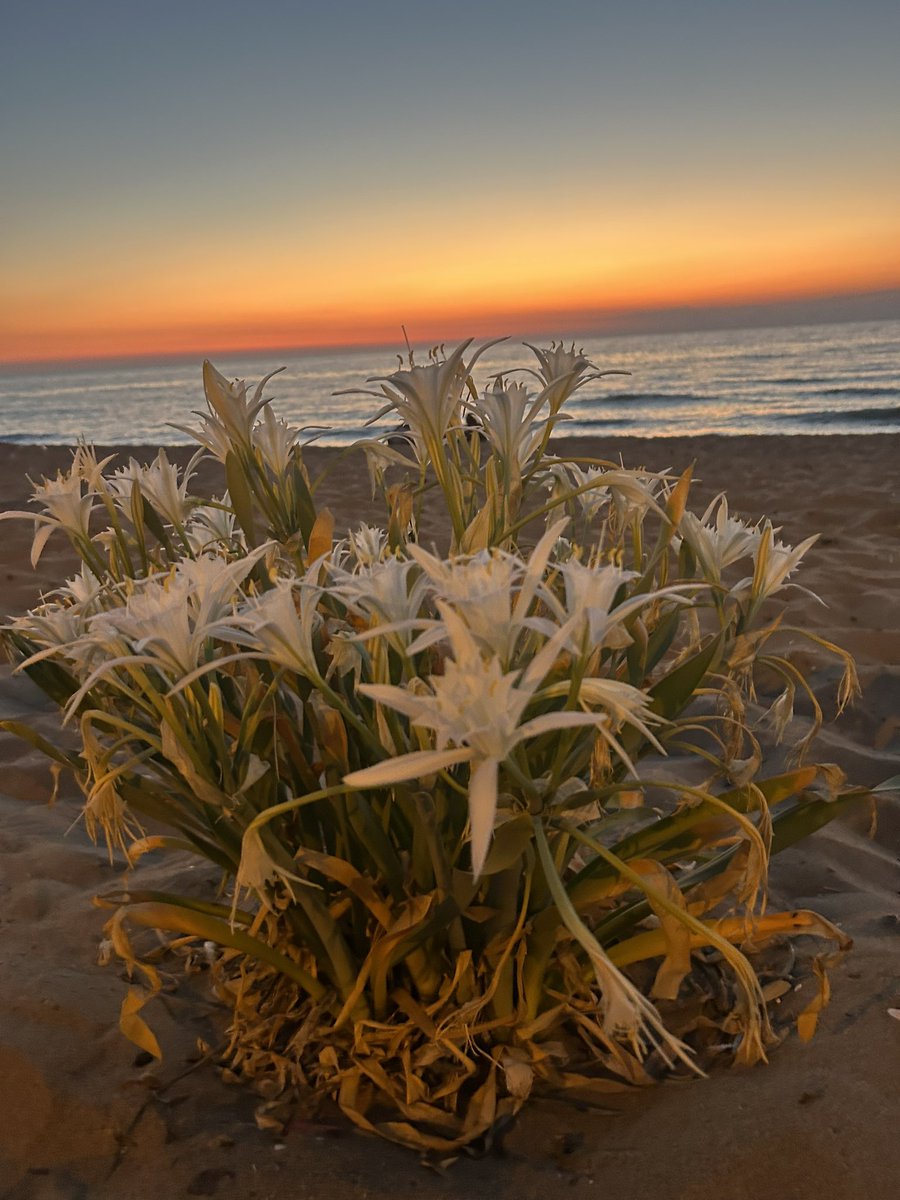 pgElephant's tweet image. #sunset