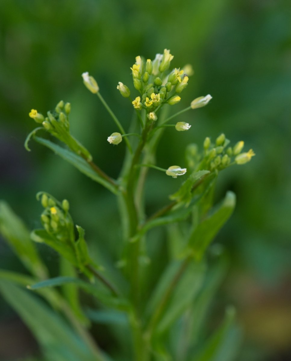 Can you guess which cover crop species this is?

This is a difficult one but we'll give you a few hints and then comment your guess below before scrolling to the bottom for the answer!

This cover crop species is a brassica...

It is known to be the most cold tolerant brassica,
