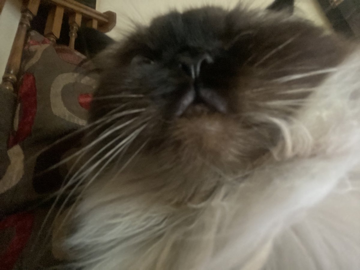 ITS MOUF MONDAY MINE BESTYS‼️‼️❤️‼️❤️‼️ LETS SEE SOM BALD MOUFS TODAYE IN THE GOMMENTS‼️‼️