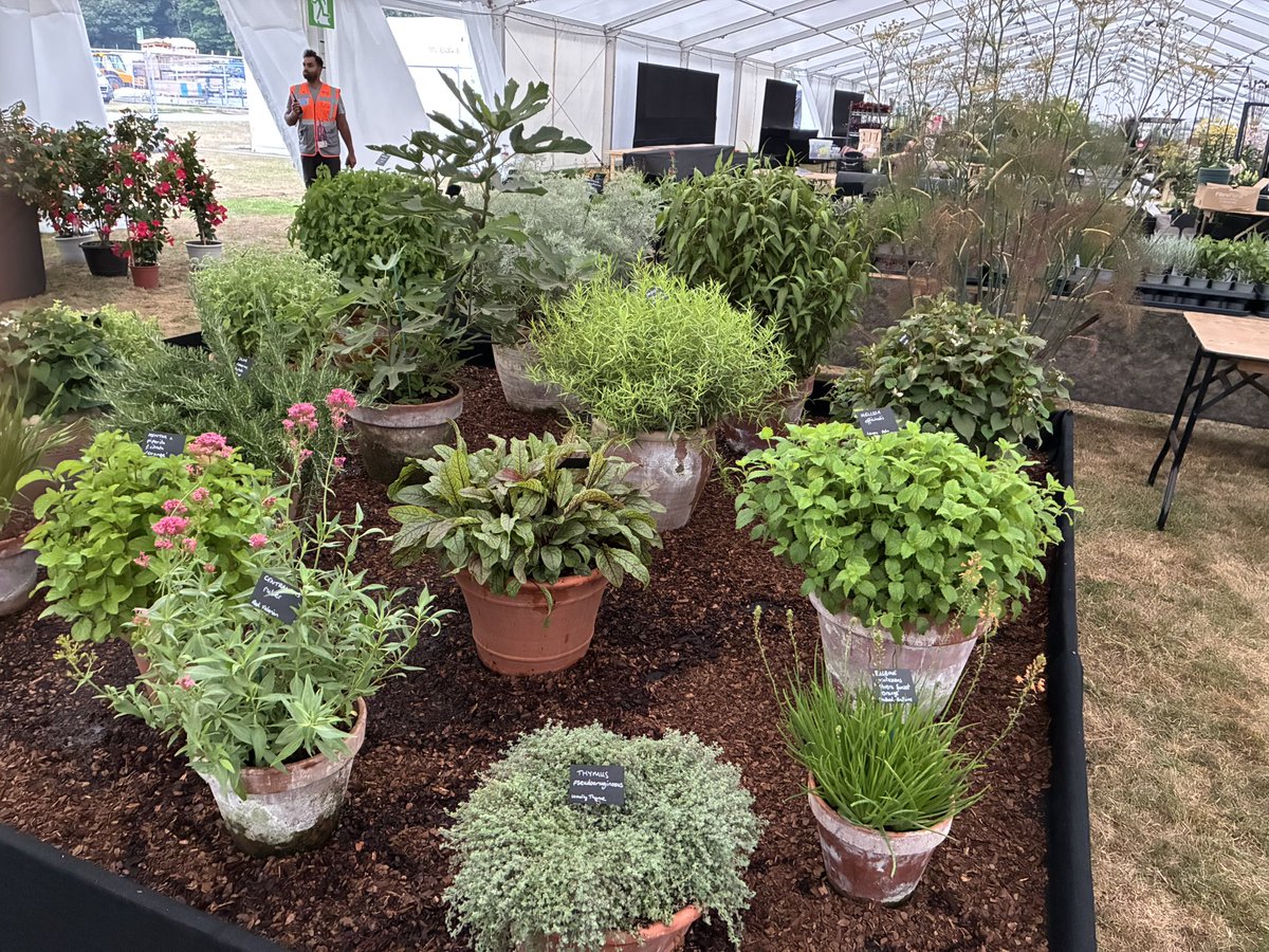 SowMeGrowMe's tweet image. Tomorrow I will finish my display and play chess with the big pots.
We start trading on Wednesday for members day.