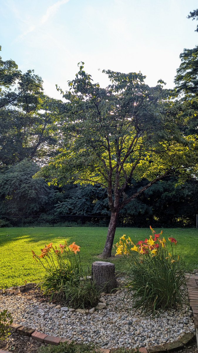 cmochad's tweet image. This tree was out of control. Looking better now!
