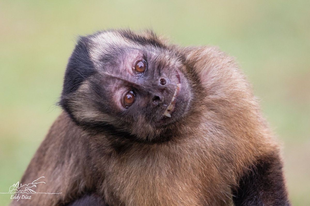 bioeddy's tweet image. Algunas fotos del último taller de fotografía de naturaleza que desarrollamos para el círculo de investigación de mamíferos de la UNALM.
¡¡Gracias por todo!!
#fotografiadenaturaleza #tallerdefotografia #naturephotography #fotografia #nature