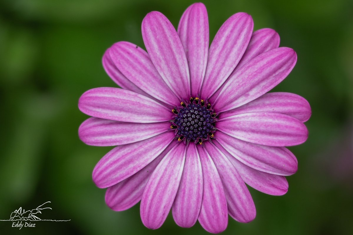 bioeddy's tweet image. Algunas fotos del último taller de fotografía de naturaleza que desarrollamos para el círculo de investigación de mamíferos de la UNALM.
¡¡Gracias por todo!!
#fotografiadenaturaleza #tallerdefotografia #naturephotography #fotografia #nature