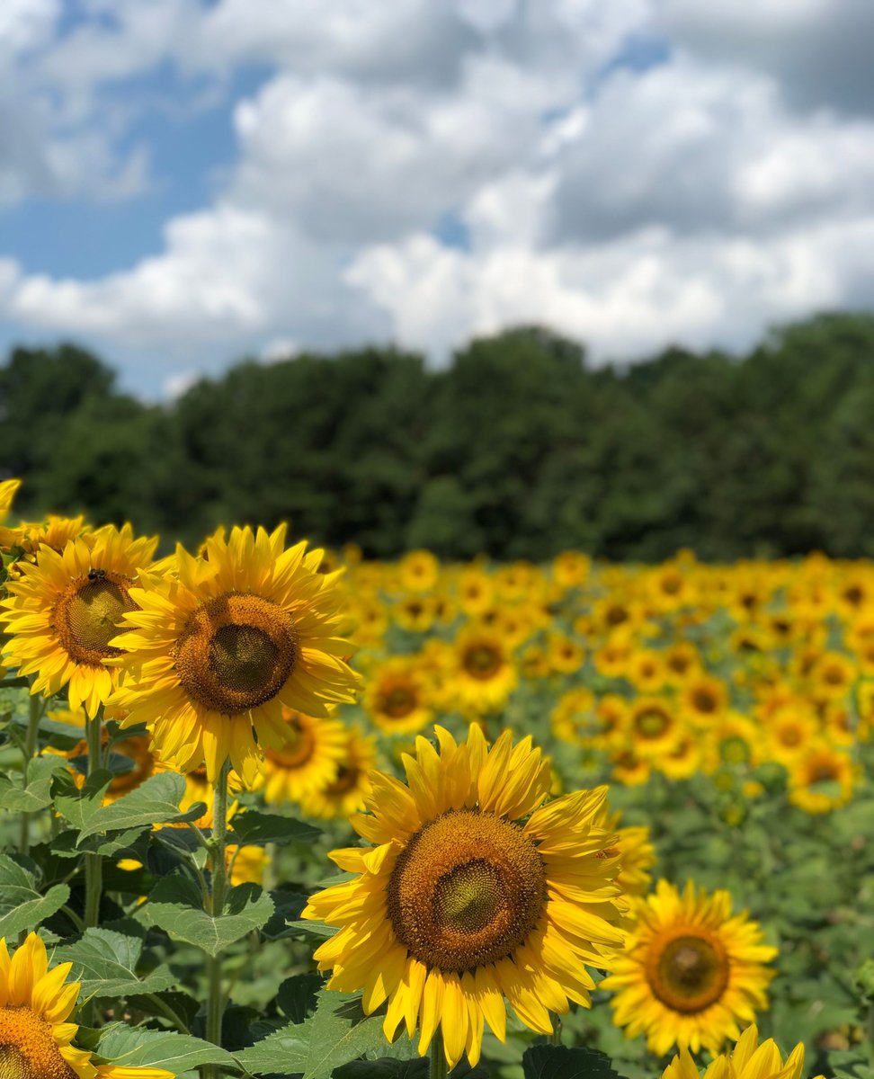 ShopLocRaleigh's tweet image. 🚨 BREAKING🌻 The @DixPark Sunflowers are officially in BLOOM.🌻 These sunflowers play a vital role as a pollinator habitat for bees, butterflies, and other wildlife.🐝
Check them out over the next few weeks! Plan your visit dixpark.org/sunflowers