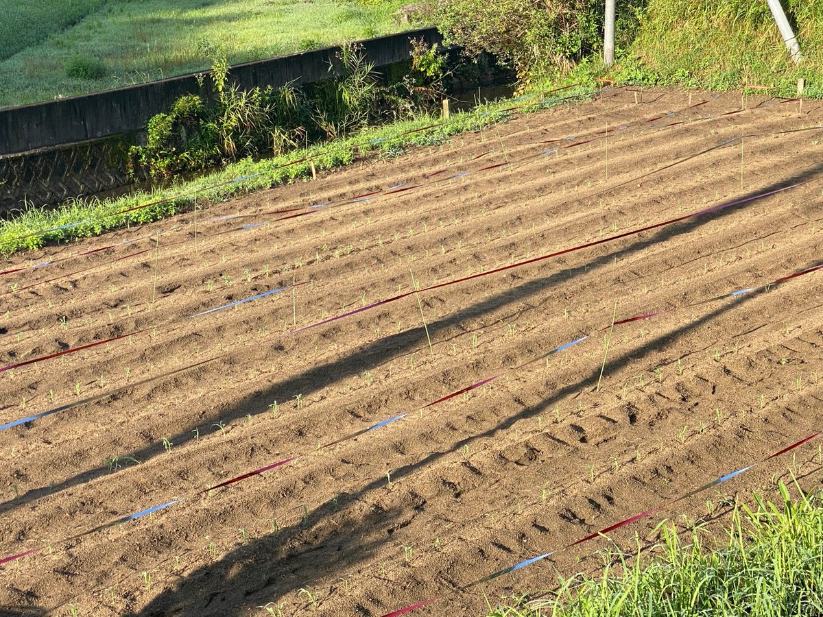 ソルガム（たかきび）の栽培を知人と始めた。ここ数年あきらめていたが復活。ようやく雨も降って、もう大丈夫そうだ
バイオマスプロジェクトでは評価してもらえなかったのだが、たかきびの有用性は10年以上前から強く感じている。高齢化もあって栽培農家が激減してるらしい