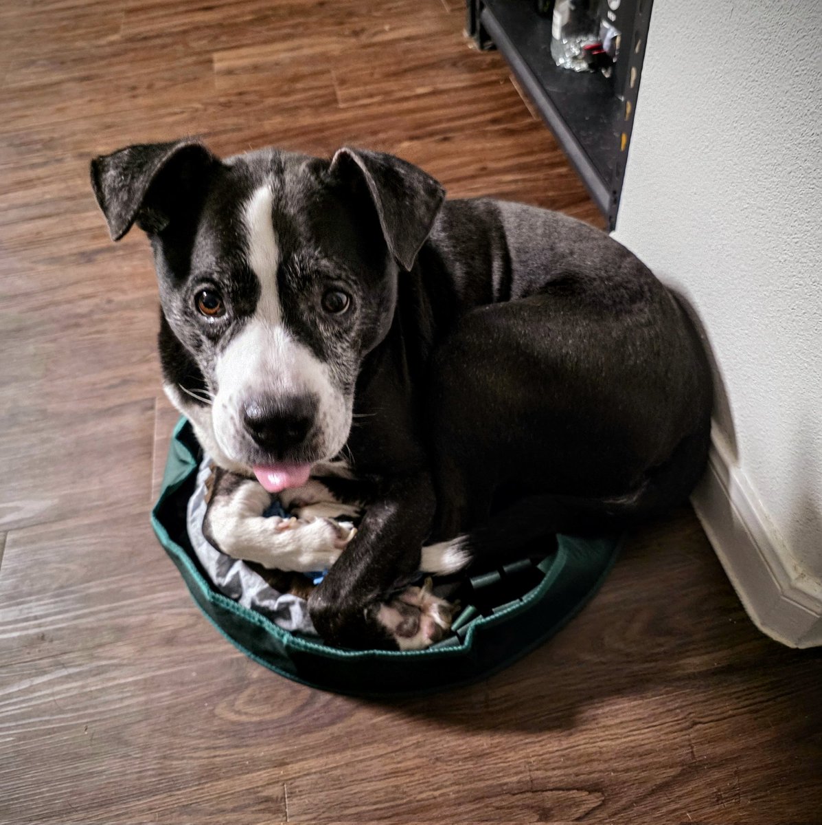 Be like me:
&gt; pays 60 bucks for a new feeding mat for my dog
&gt; he uses it as a bed instead of his 3 other beds OR the couch OR my bed....

Love this little fucker.
