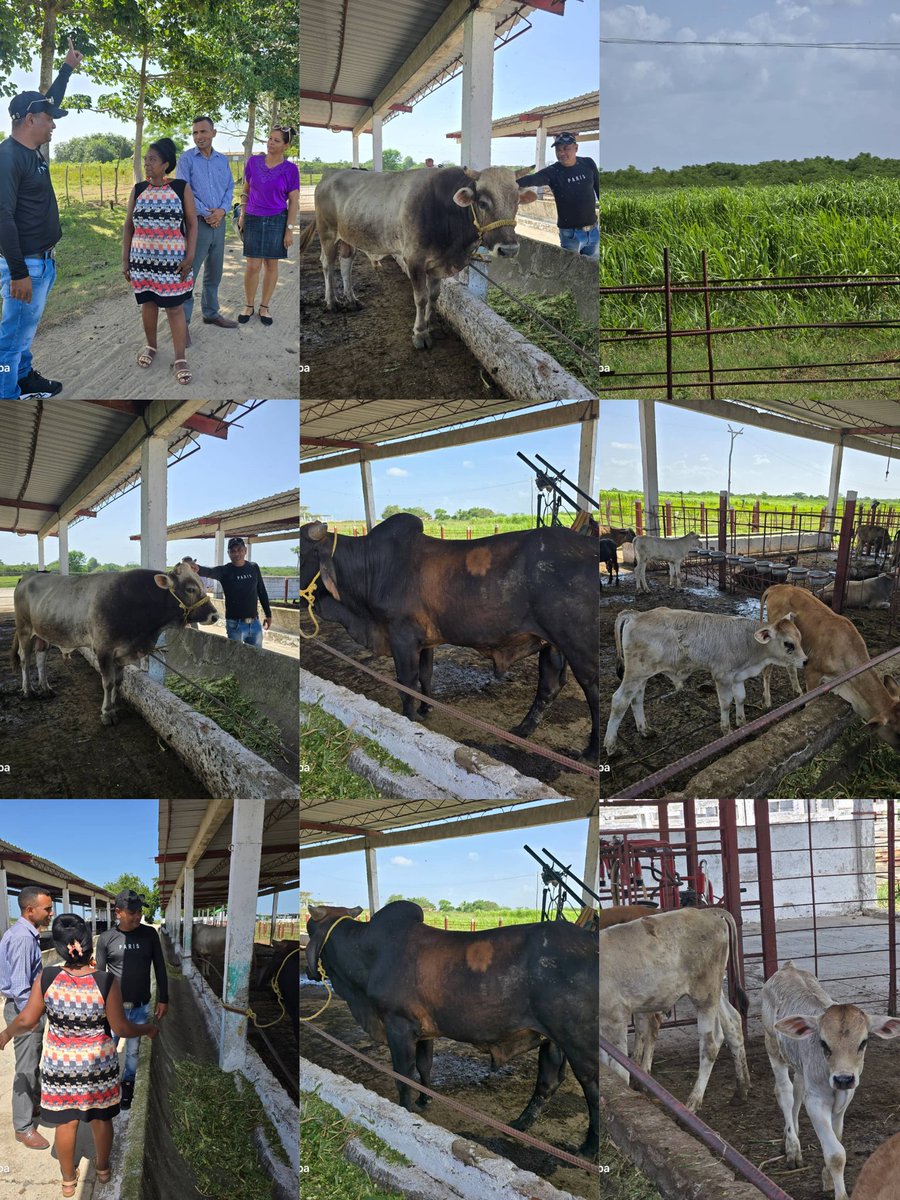 Como parte del recorrido de la Comisión Nacional de la Ley SSAN llegó hasta la finca Canaán del productor Wilber Oduardo Pérez, donde se incentiva la mejora de la genética ovina y vacuno
#SoberaníaAlimentaria
#PorLasTunasLaVictoria
#PorUn26EnEl26