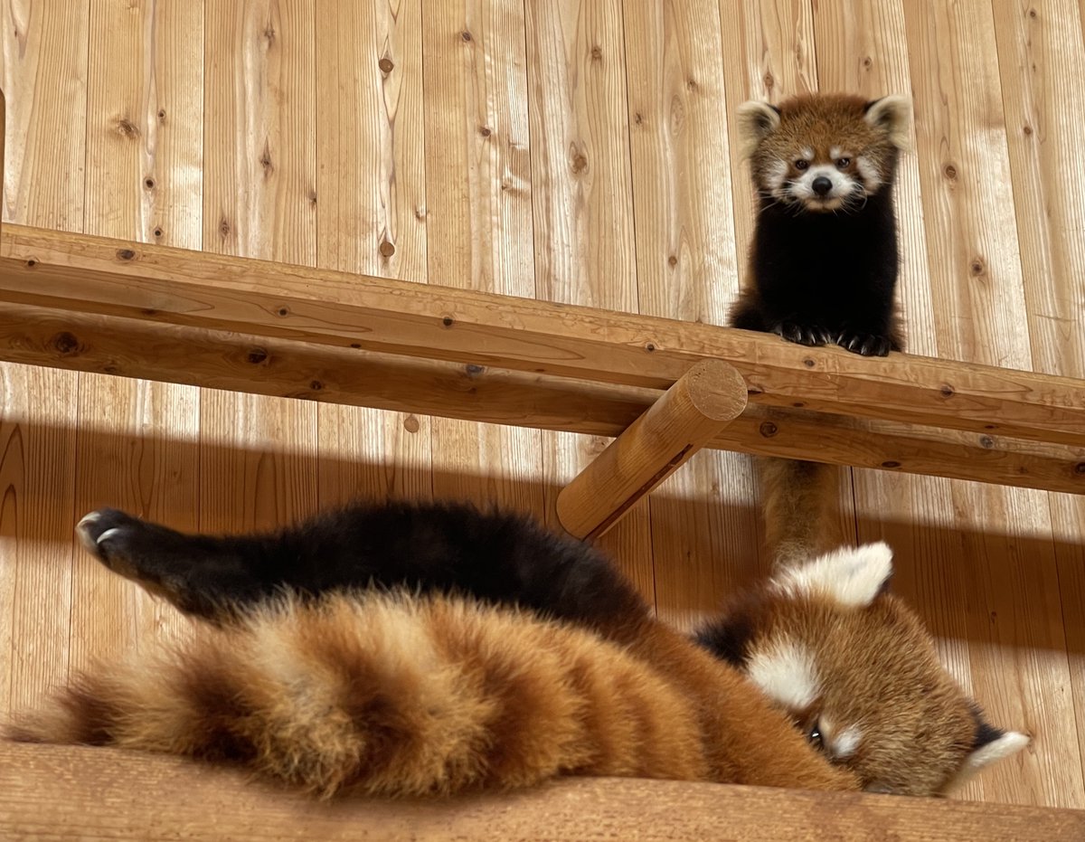 nishiyama_zoo's tweet image. 本日はレッサーパンダのいえの展示を変更しています。
屋内:モッチー(大)、たいよう(小)
屋外:かんた(中)
かんたは短時間お外で過ごした後に涼しい寝室に戻る予定です。
ティアラはお休みです。
#鯖江市西山動物園
#レッサーパンダ
#モッチー #たいよう #かんた