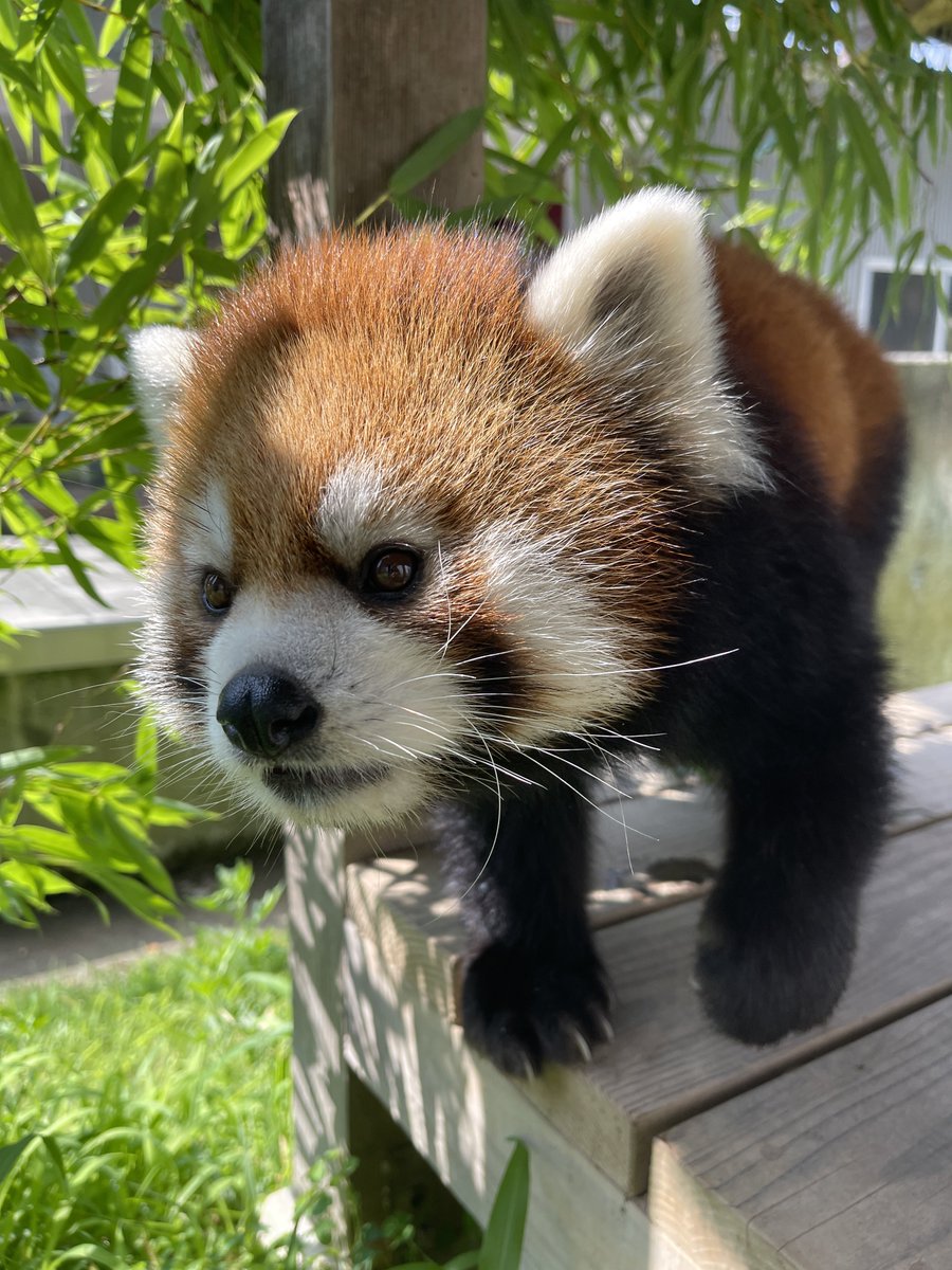 nishiyama_zoo's tweet image. 本日はレッサーパンダのいえの展示を変更しています。
屋内:モッチー(大)、たいよう(小)
屋外:かんた(中)
かんたは短時間お外で過ごした後に涼しい寝室に戻る予定です。
ティアラはお休みです。
#鯖江市西山動物園
#レッサーパンダ
#モッチー #たいよう #かんた