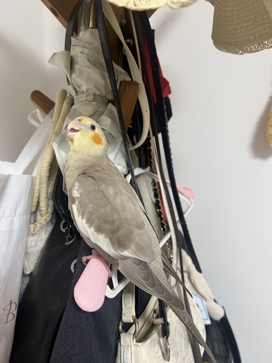 GapIy6LLKozJWhK's tweet photo. 拡散希望 
友達のオカメインコ
名前･ダンファン  が7月14日午後13時に逃げてしまいました。
目撃情報ありましたらお知らせして頂けると嬉しいですm(*_ _)m
埼玉県、蕨市南町三丁目から逃げてしまいました。よろしくお願い致します。 https://t.co/AArZGQzgbR