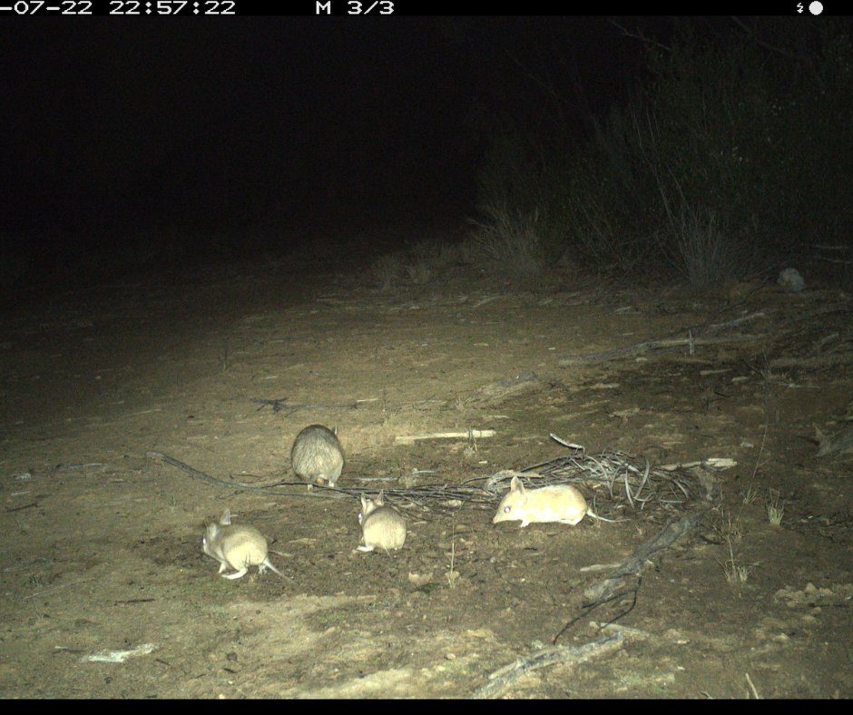 awconservancy's tweet photo. A family of Shark Bay Bandicoots were photographed in the Pilliga State Conservation Area, almost two years after the species was reintroduced by AWC with NSW National Parks and Wildlife Service. Read more 👉 https://t.co/tpSogcbIvY  📷 H Charlton-Howard, B Leue/AWC https://t.co/vQdLFxLtaq