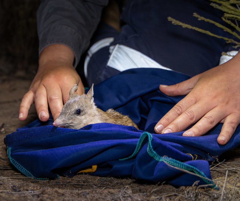 awconservancy's tweet photo. A family of Shark Bay Bandicoots were photographed in the Pilliga State Conservation Area, almost two years after the species was reintroduced by AWC with NSW National Parks and Wildlife Service. Read more 👉 https://t.co/tpSogcbIvY  📷 H Charlton-Howard, B Leue/AWC https://t.co/vQdLFxLtaq