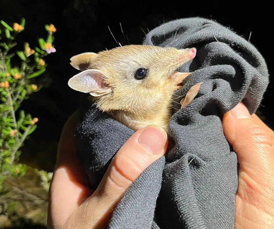 awconservancy's tweet photo. A family of Shark Bay Bandicoots were photographed in the Pilliga State Conservation Area, almost two years after the species was reintroduced by AWC with NSW National Parks and Wildlife Service. Read more 👉 https://t.co/tpSogcbIvY  📷 H Charlton-Howard, B Leue/AWC https://t.co/vQdLFxLtaq