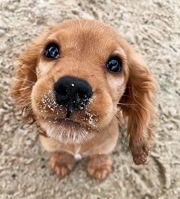 Puppies 🐶 tweet media