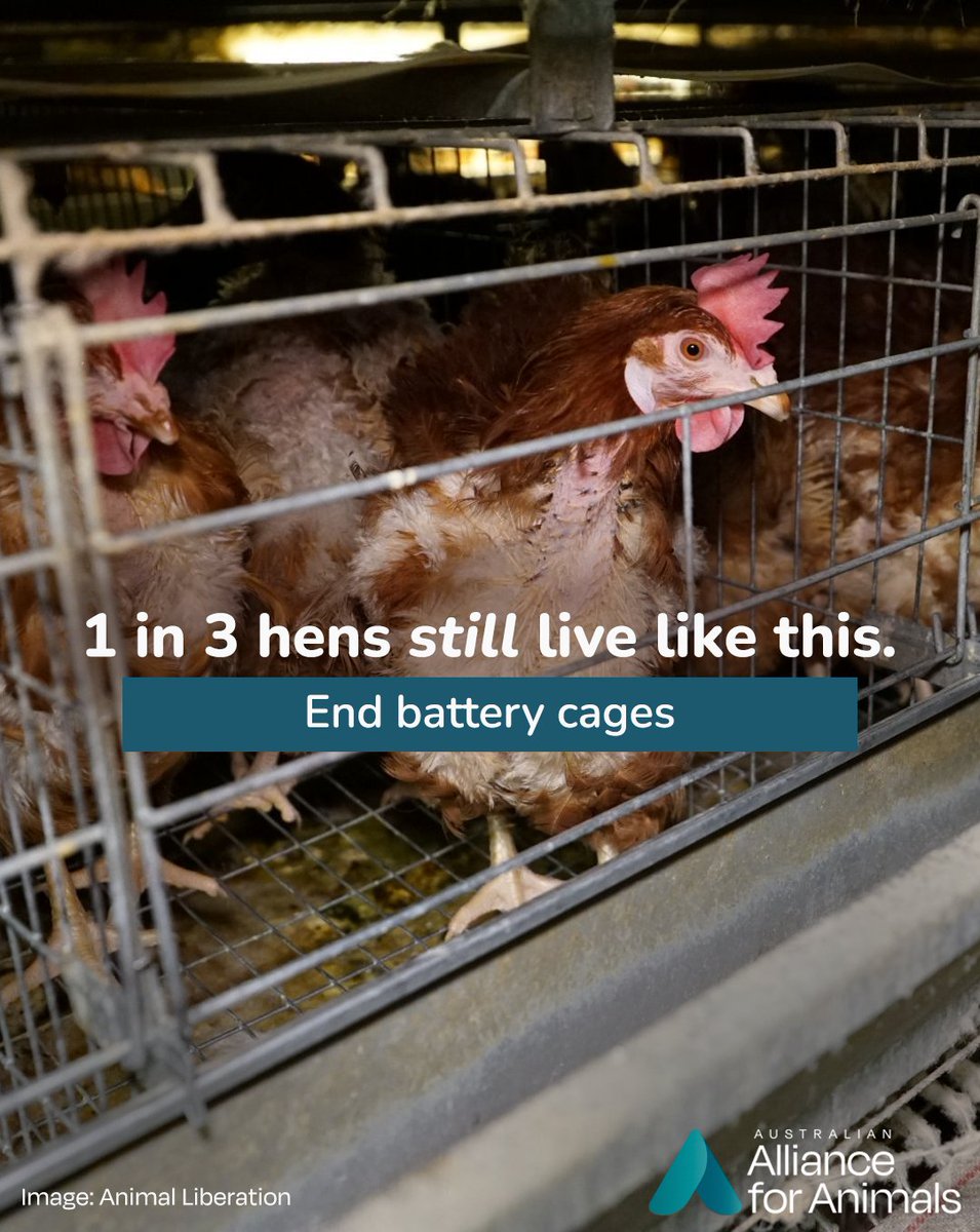 Across Australia, 5 million hens are denied the most basic freedoms while confined to battery cages.

Agriculture Ministers are lagging on updating legislation to end this cruelty – will you call on them to act? allianceforanimals.org.au/action-battery…