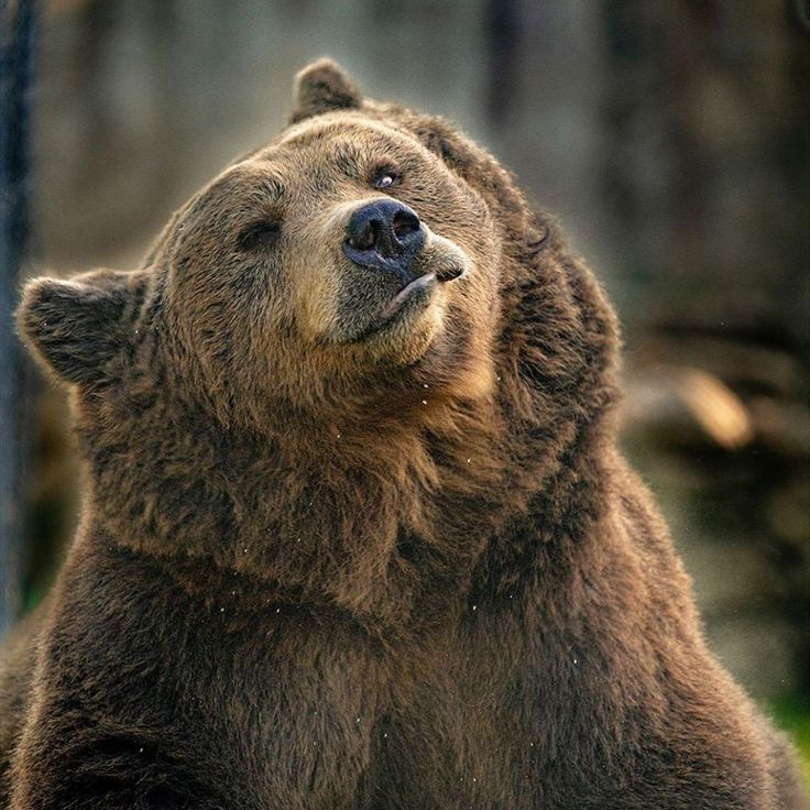 Todo Dia Ursos (@tododiaursos) on Twitter photo 